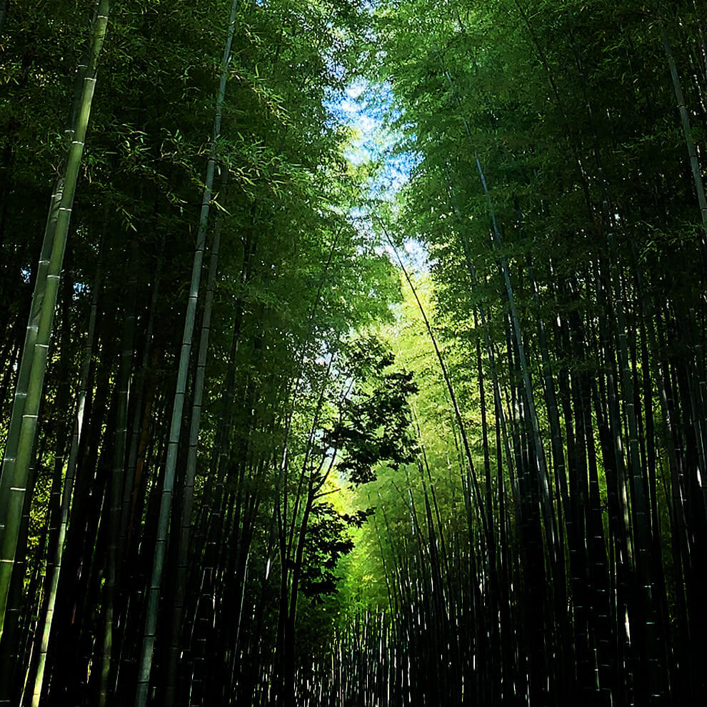 A Day Glamping in the FOREST 非日常の異空間で過ごす一日